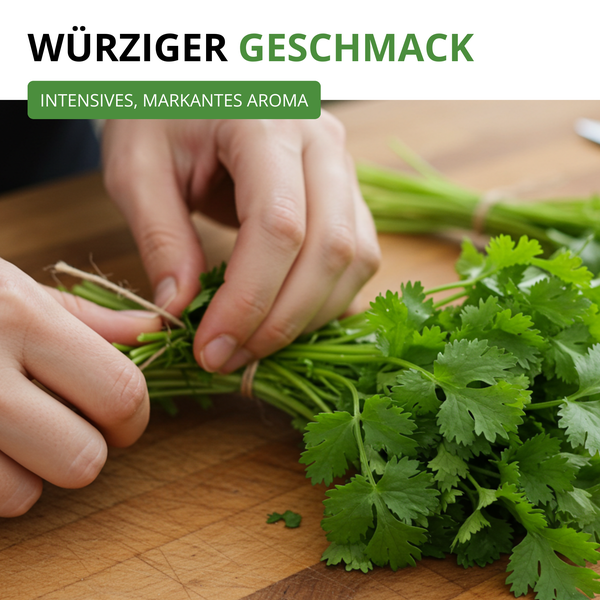 Hände binden einen Bund frischen Koriander mit Küchengarn auf einem Holzbrett zusammen. Text: Würziger Geschmack, intensives, markantes Aroma.