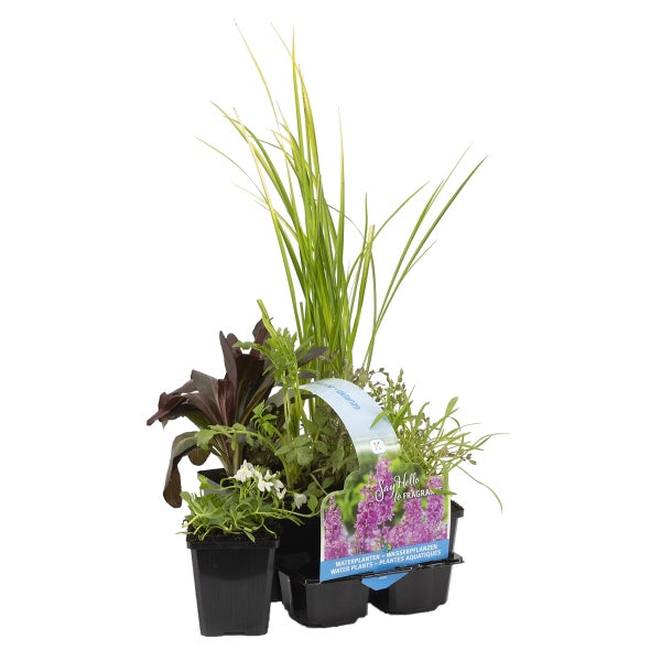 Bloomique - 6er Set - Duftende Teichpflanzen - Wasserpflanzen Miniteich - Zone 1 & 2 - Winterhart - Höhe 15-25 cm - Topf 9 cm