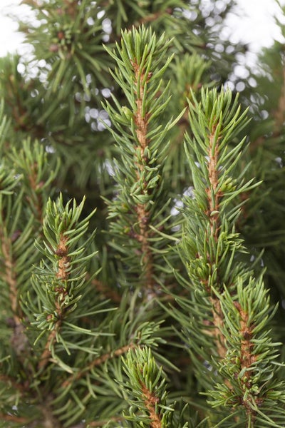 Picea glauca 'Zuckerhut', Zuckerhutfichte, kompakt, 20–25 cm