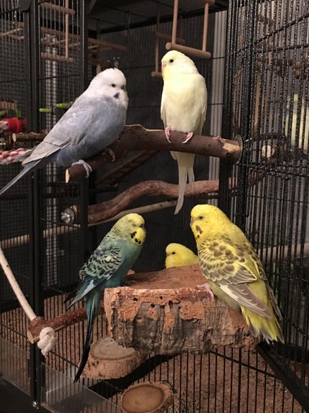 Mehrere Wellensittiche in einem großen schwarzen Vogelkäfig mit Sitzstangen aus Naturholz und Korkrinde.