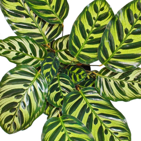 Schattenpflanze mit besonderem Blattmuster Calathea makoyana Korbmarante 14cm Topf ca. 35-40cm hoch