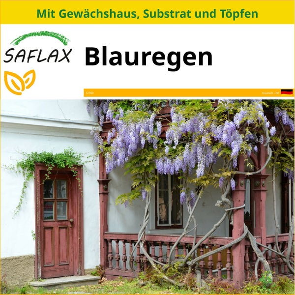 SAFLAX Anzucht Set - Blauregen - Wisteria sinensis - 4 Samen - Mit Mini-Gewächshaus, Anzuchtsubstrat und 2 Töpfen