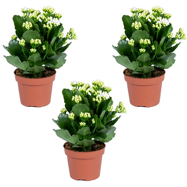 Handwerker auf einer Aluminium-Stufenleiter bei Renovierungsarbeiten im Innenbereich.