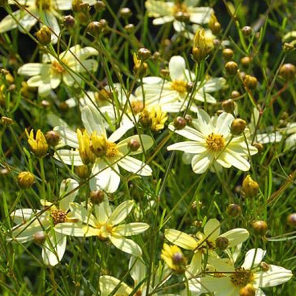 Blütenstand der Coreopsis verticillata mit filigranen Blütenblättern