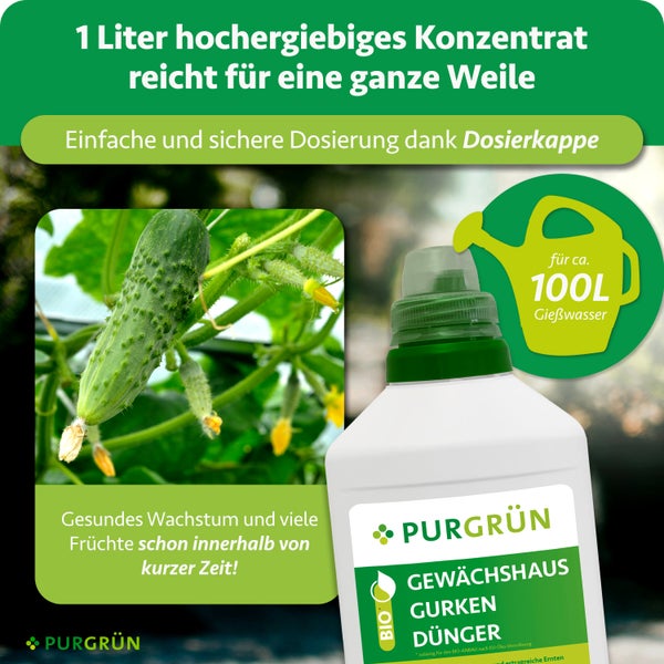 Zwergpalme Chamaerops humilis im schwarzen Kunststofftopf auf einer Holzpalette im hellen Außenbereich.