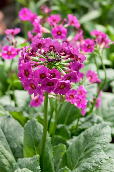 Primula beesiana, Etagen-Primel, rosa Blüten, ca. 9x9 cm Topf
