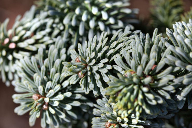 Abies procera 'Obrighofen', Edeltanne, 60–80 cm