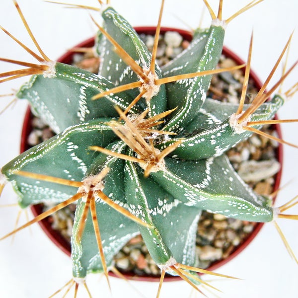 Zwei Topfpflanzen mit grünen Bambusblättern