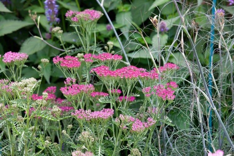 Achillea millefolium 'Cassis', Schafgarbe, rosa, ca. 9x9 cm Topf