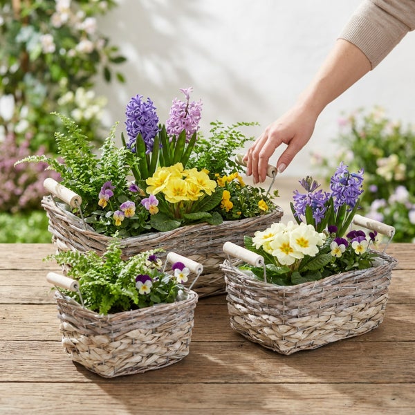Drei geflochtene Weidenkörbe mit Griffen, bepflanzt mit bunten Frühlingsblumen wie Hyazinthen und Primeln auf einem Holztisch.