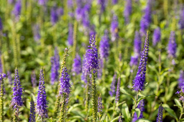 Veronica longifolia, Ehrenpreis, blau, ca. 9x9 cm Topf