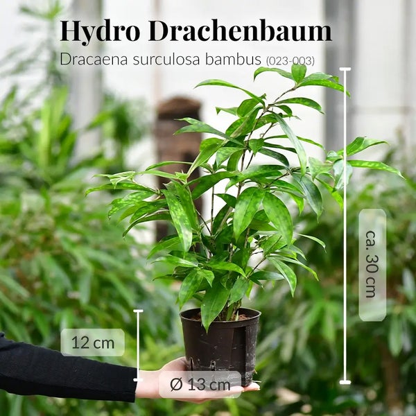Hydro Drachenbaum Pflanze im Topf, circa 30 cm hoch