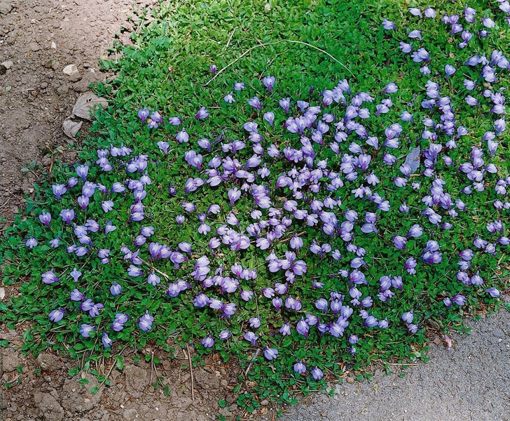 Geöffneter Knipex Werkzeugkoffer leer aus Kunststoff mit Aluminiumrahmen, Werkzeugtafeln und Bodenschale.