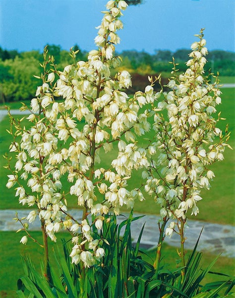 Blühende Garten-Palmlilie mit langen Rispen voller weißer glockenförmiger Blüten vor einer Gartenlandschaft