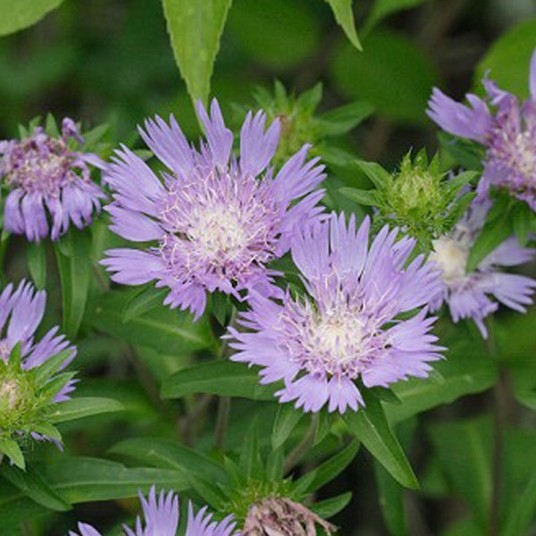 Nahaufnahme von Skabiosenblüten im Garten