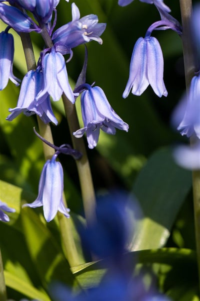 Hyacinthoides hispanica, Spanisches Hasenglöckchen, blau, ca. 9x9 cm Topf