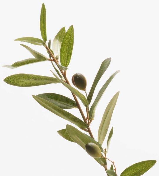 Olivenzweig mit schmalen grünen Blättern und zwei kleinen Oliven.