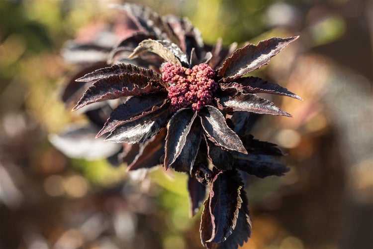 Sambucus nigra 'Black Tower' -R-, Schwarzer Holunder, 60–80 cm