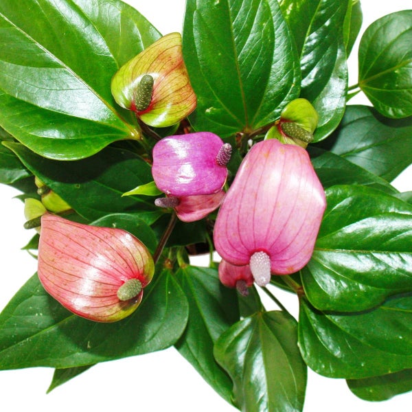 Flamingoblume Lila Fiorino violett Anthurium andreanum 12cm