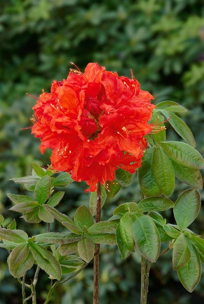 Rhododendron luteum 'Feuerwerk', gelb-rot, 30–40 cm