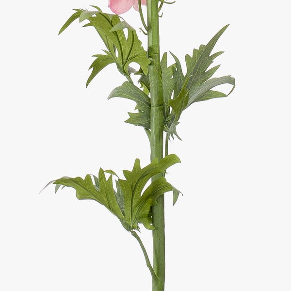 Blühender Stängel einer Prachtkerze mit rosa Blüten und grünen Knospen