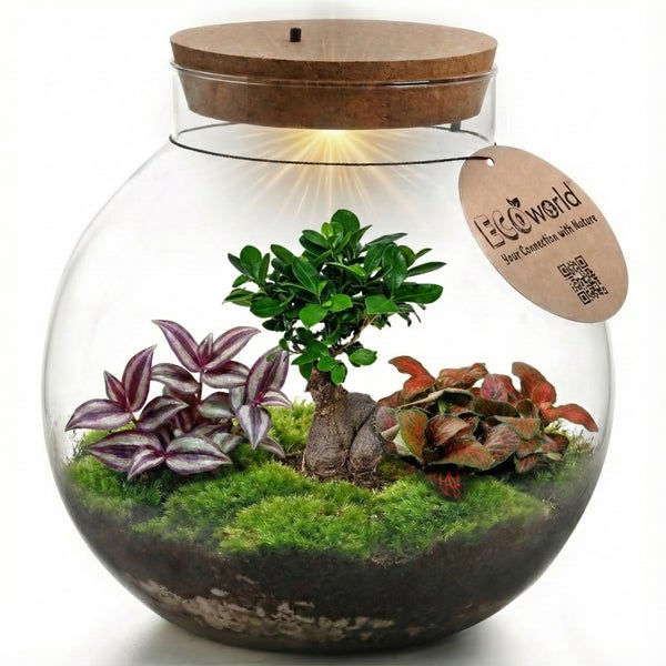 EcoWorld Pflanzenterrarium im Glas mit LED-Beleuchtung im Korkdeckel, Bonsai, Tradescantia, Fittonia und Moos. EcoWorld Logo.