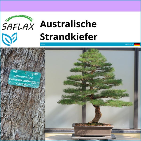 SAFLAX  - Australische Strandkiefer - Casuarina equisetifolia - 200 Samen