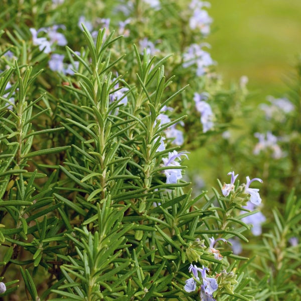 Werkbank mit Gewichtsangaben zu Traglasten und Maßangaben