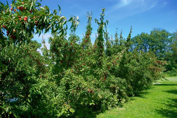 Cornus mas 'Jolico', Kornelkirsche, gelbe Blüten, 60–80 cm
