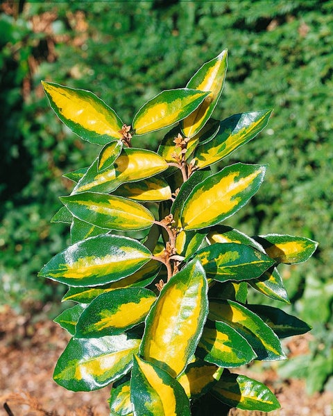 Elaeagnus ebbingei 'Limelight', silberbunt, 20–30 cm