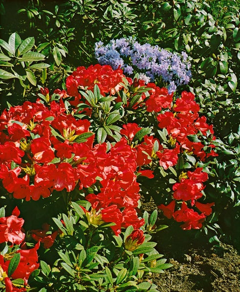 Rhododendron repens 'Scarlet Wonder', leuchtend rot, 40–50 cm
