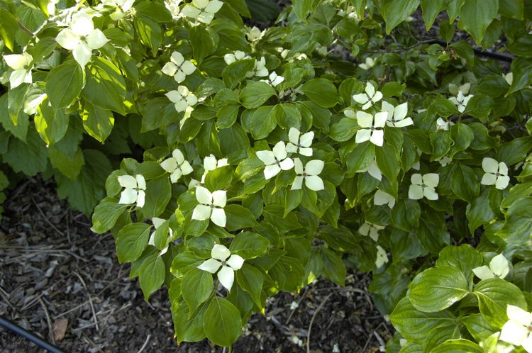 Cornus kousa chinensis 'Schmetterling', Blumen-Hartriegel, 40–60 cm