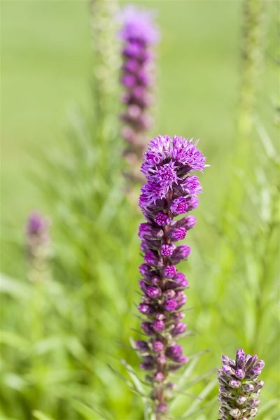 Liatris spicata, Prachtscharte, violett, ca. 9x9 cm Topf