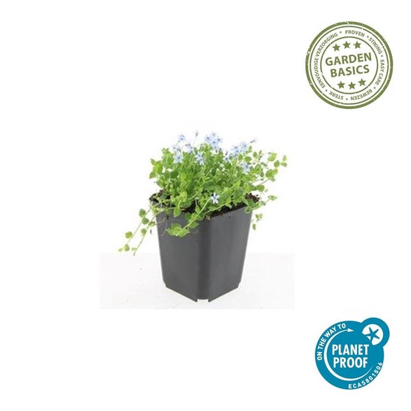 20 Stück Bodendecker Laurentia fluviatilis mit kleinen Blüten im Kunststofftopf, PlanetProof zertifiziert.