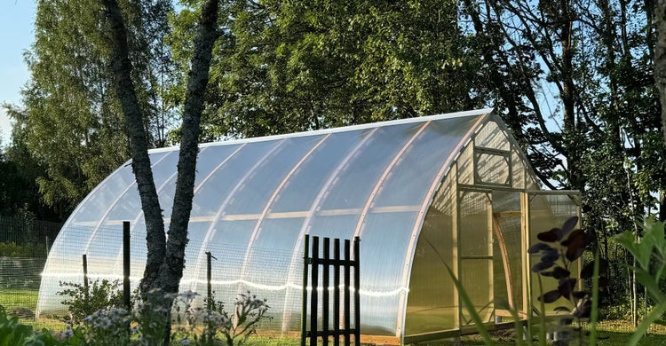 Großes Gewächshaus im Garten mit Holzrahmen und transparenten Paneelen, gewölbtes Dach und Giebelseite mit offener Tür.