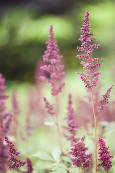 Nahaufnahme von Astilbenblüten im Garten