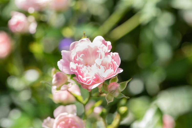 Nahaufnahme einer rosa Rosenblüte