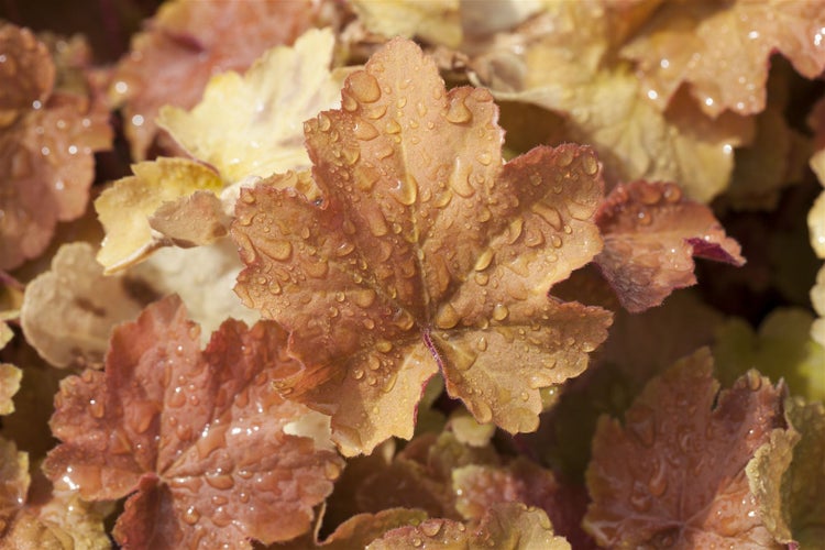 Heuchera villosa 'Caramel', Purpurglöckchen, orange, ca. 9x9 cm Topf