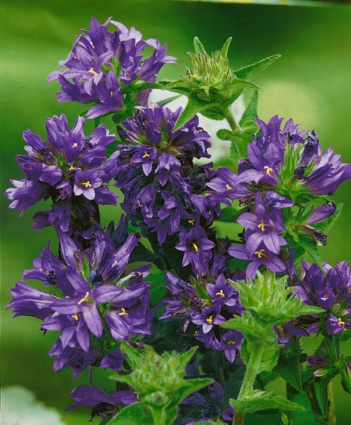Campanula glomerata 'Superba', Knäuel-Glockenblume, violett, ca. 9x9 cm Topf