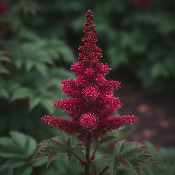 Blühende rote Prachtspiere mit pyramidenförmigem Blütenstand und gefiederten Blättern.