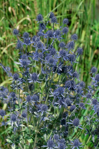 Eryngium planum 'Blue Hobbit', Edeldistel, stahlblau, ca. 9x9 cm Topf