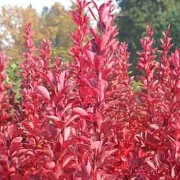 Gruppe von Berberitzensträuchern im Garten