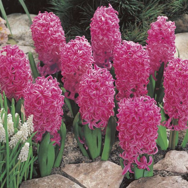 Gruppe von rosa Hyazinthen im Gartenbeet