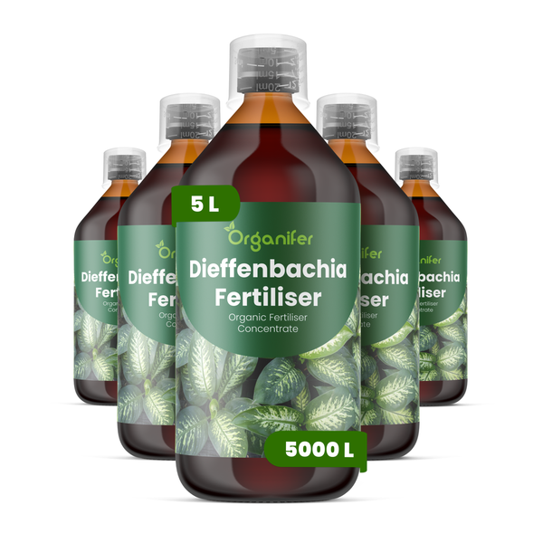 Fünf Flaschen Organifer Dieffenbachia Dünger, organisches Düngerkonzentrat, 5 Liter.