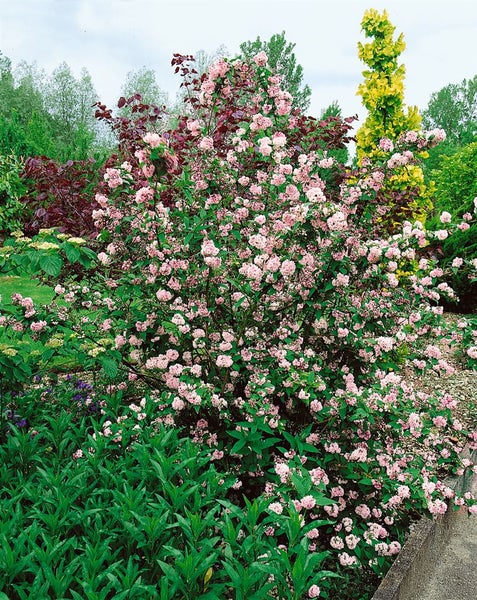 Deutzia hybrida 'Pink Pom-Pom', Maiblumenstrauch, rosa, 40–60 cm