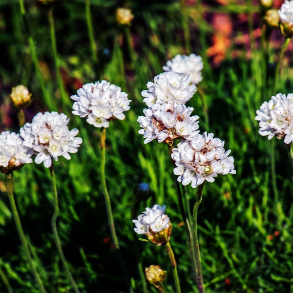 Weiße Grasnelke Armeria maritima Alba mit runden Blütenköpfen auf langen Stielen.