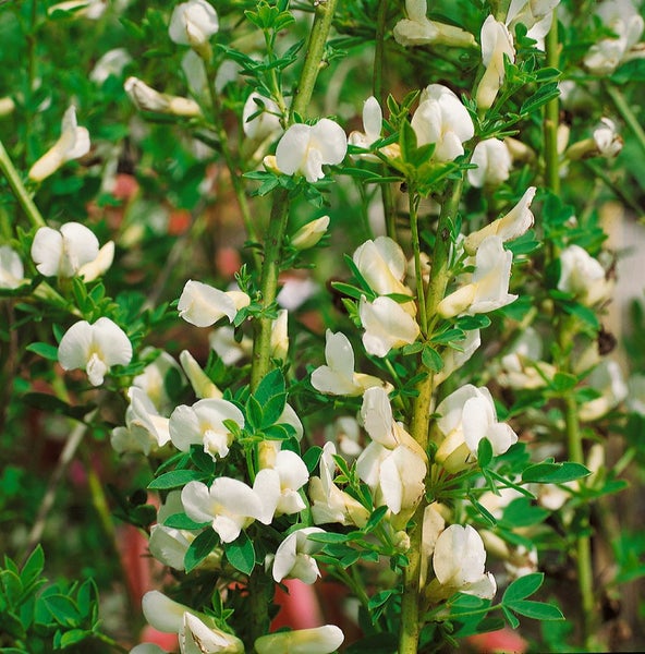 Cytisus purpureus, Purpur-Ginster, 20–30 cm