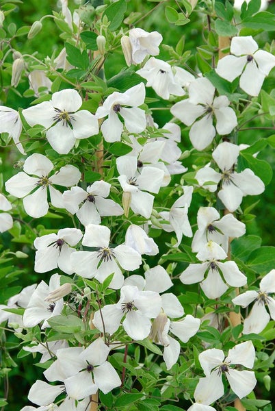 Clematis viticella 'Alba Luxurians', weiß-grün, 60–100 cm