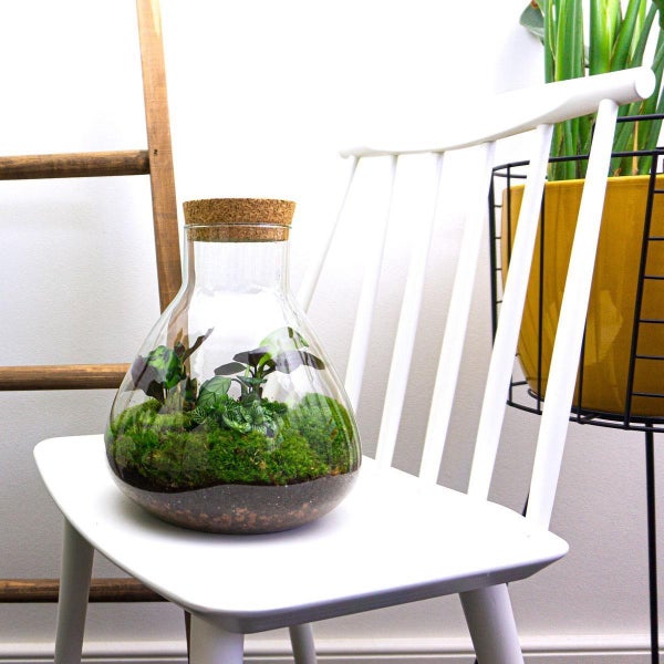 Flaschengarten Sammie - DIY-Pflanzenterrarium - 27 cm - mit Calathea - incl. Rechen und Schaufel