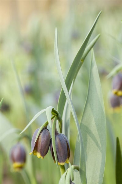 Fritillaria michailowskyi, Schachblume, gelb-braun, ca. 9x9 cm Topf